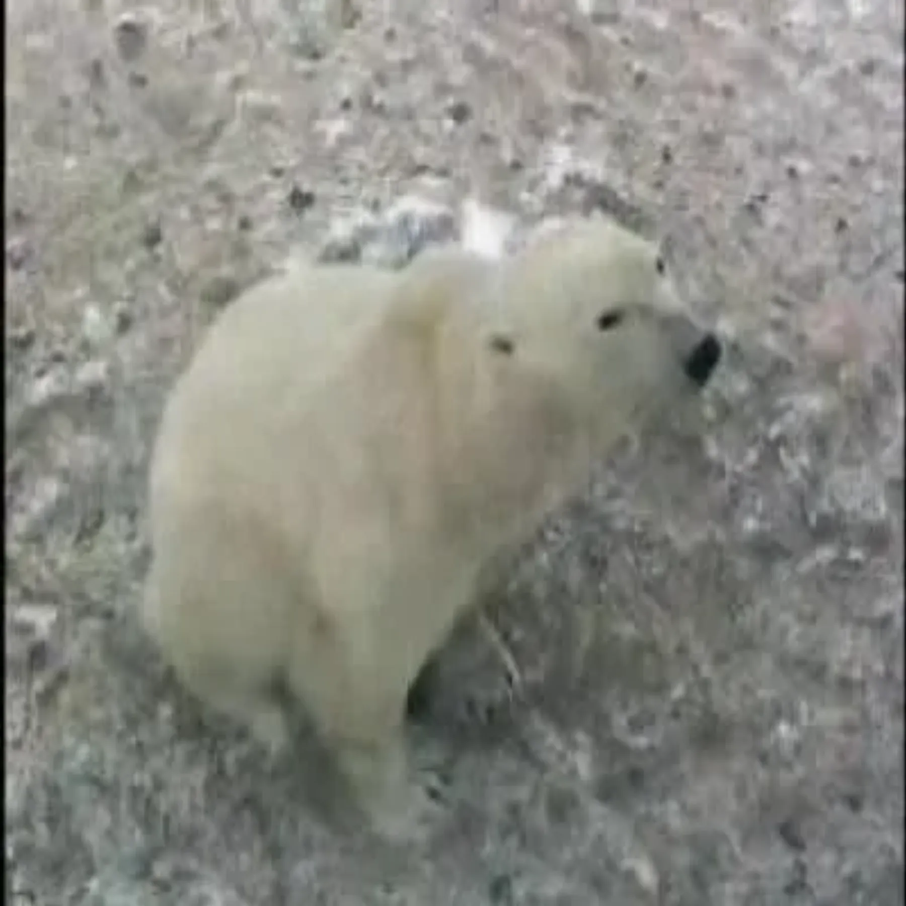 Un oso polar cerca de Churchill, en la costa de la bahía de Hudson.
