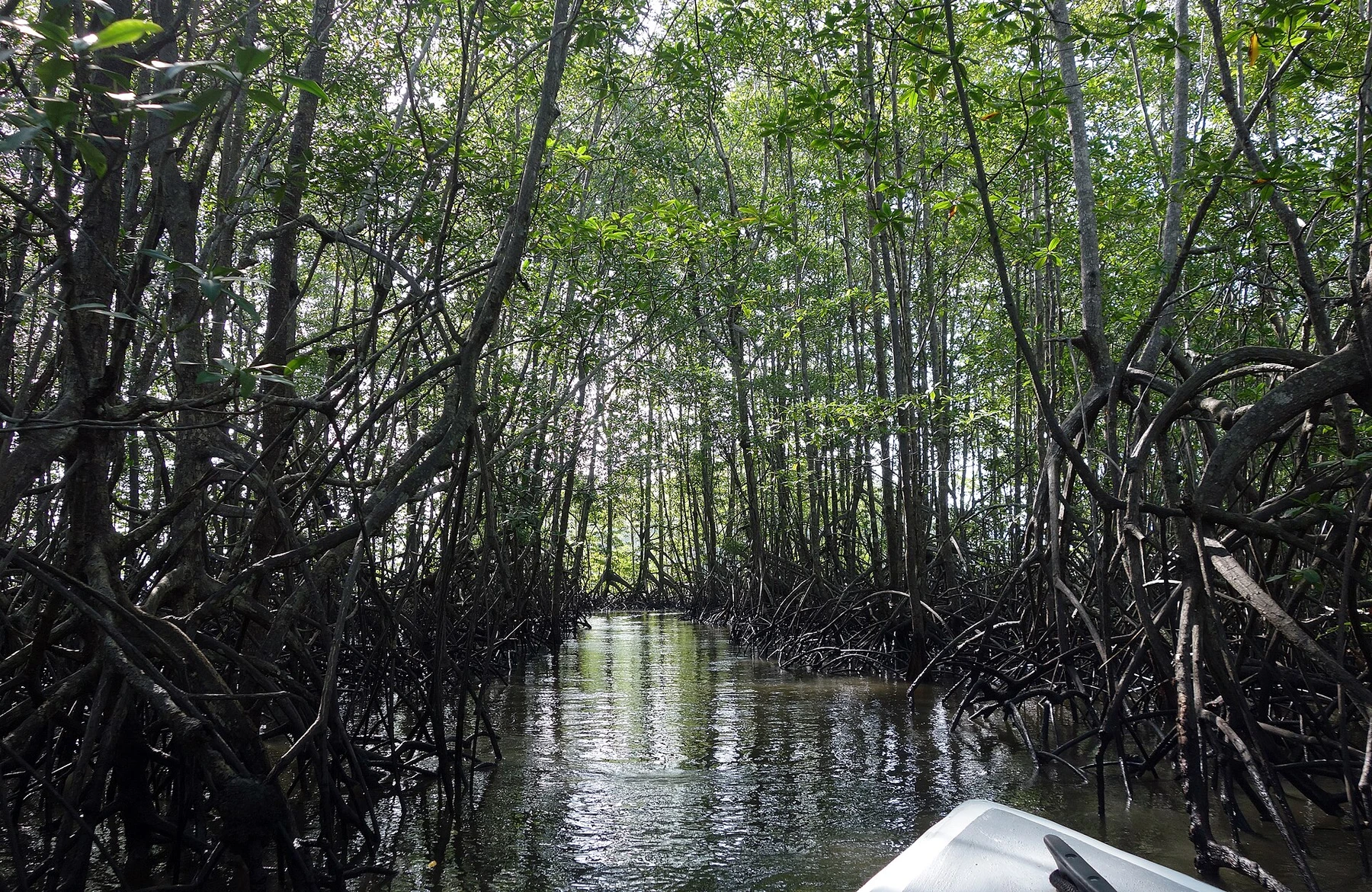 Mangrove waterways in the Térraba-Sierpe wetland of Costa Rica.
