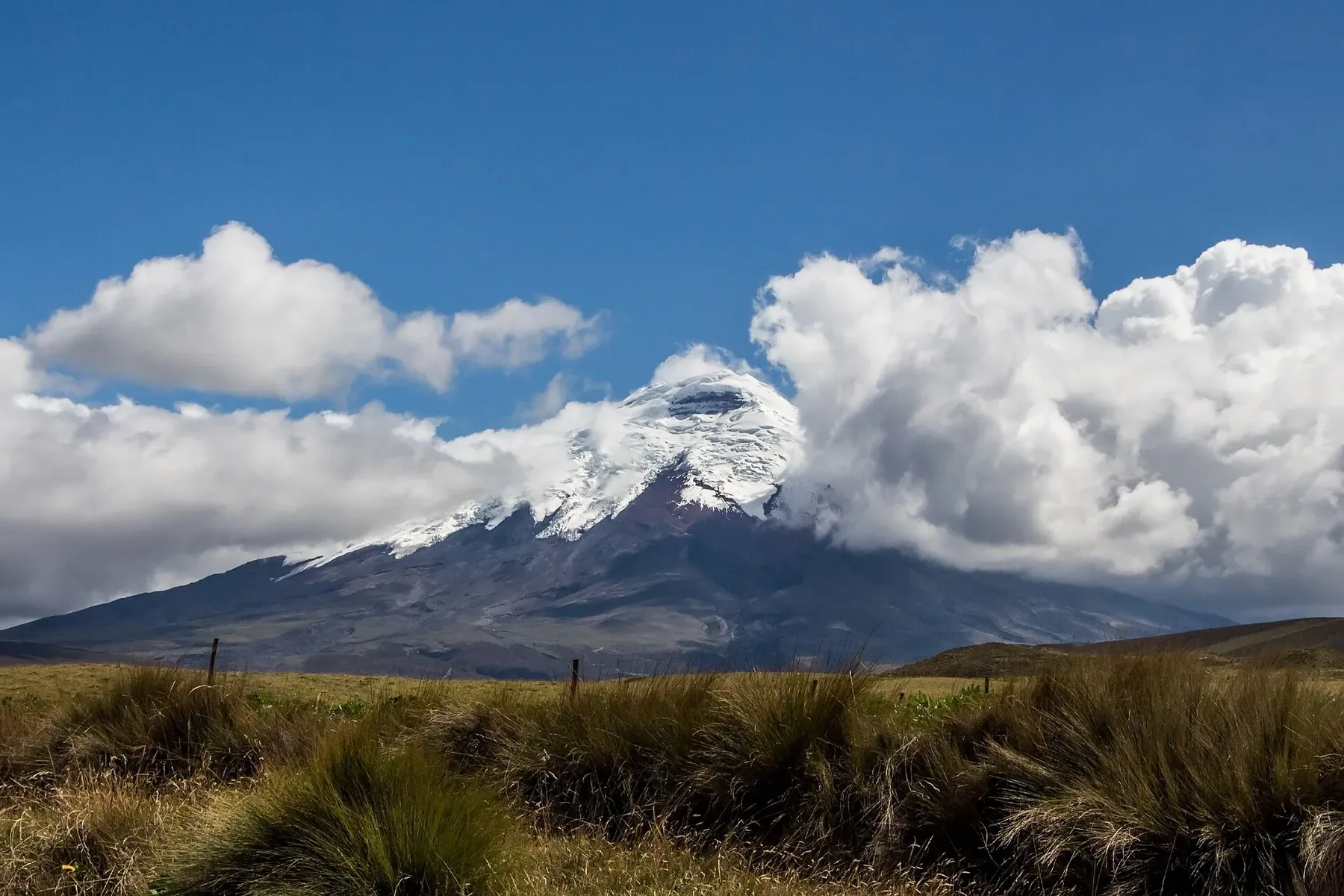 Cotopaxi above páramo grassland in Ecuador.