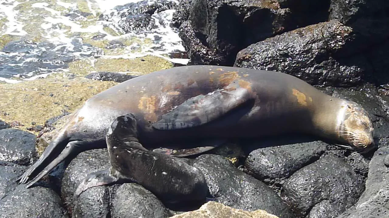 A Galápagos sea lion and pup on North Seymour Island.