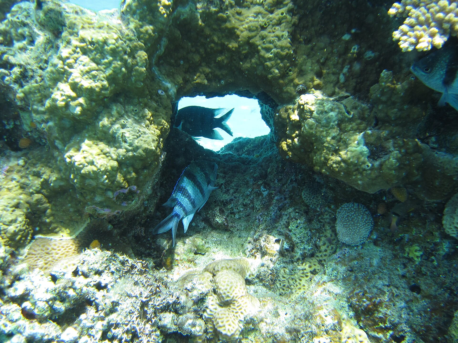 Coral reef life near Akajima in the Kerama Islands.