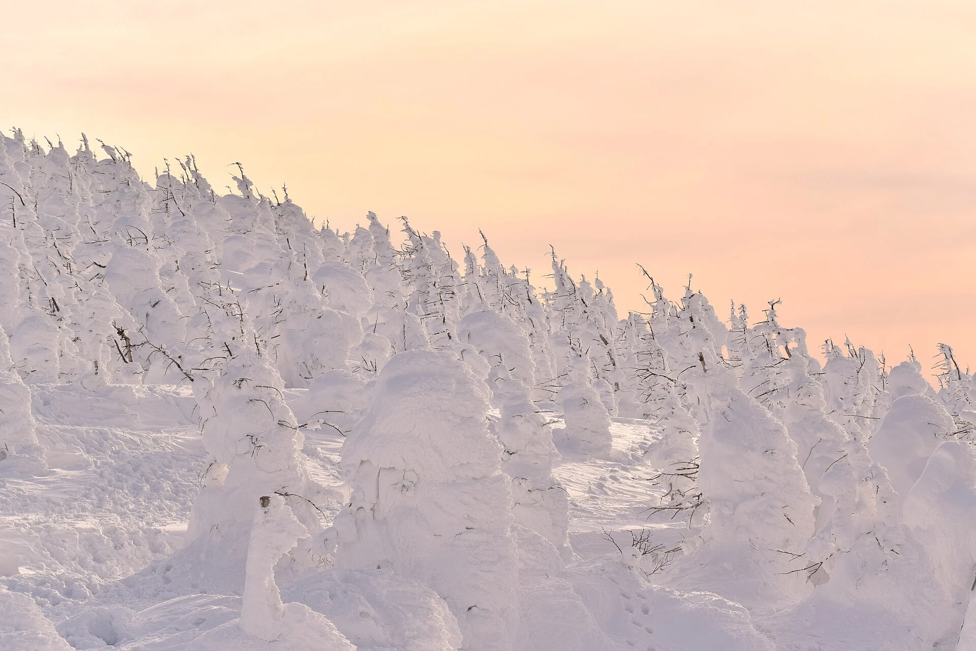 Snow-covered juhyo, or snow monsters, on Mount Zao.