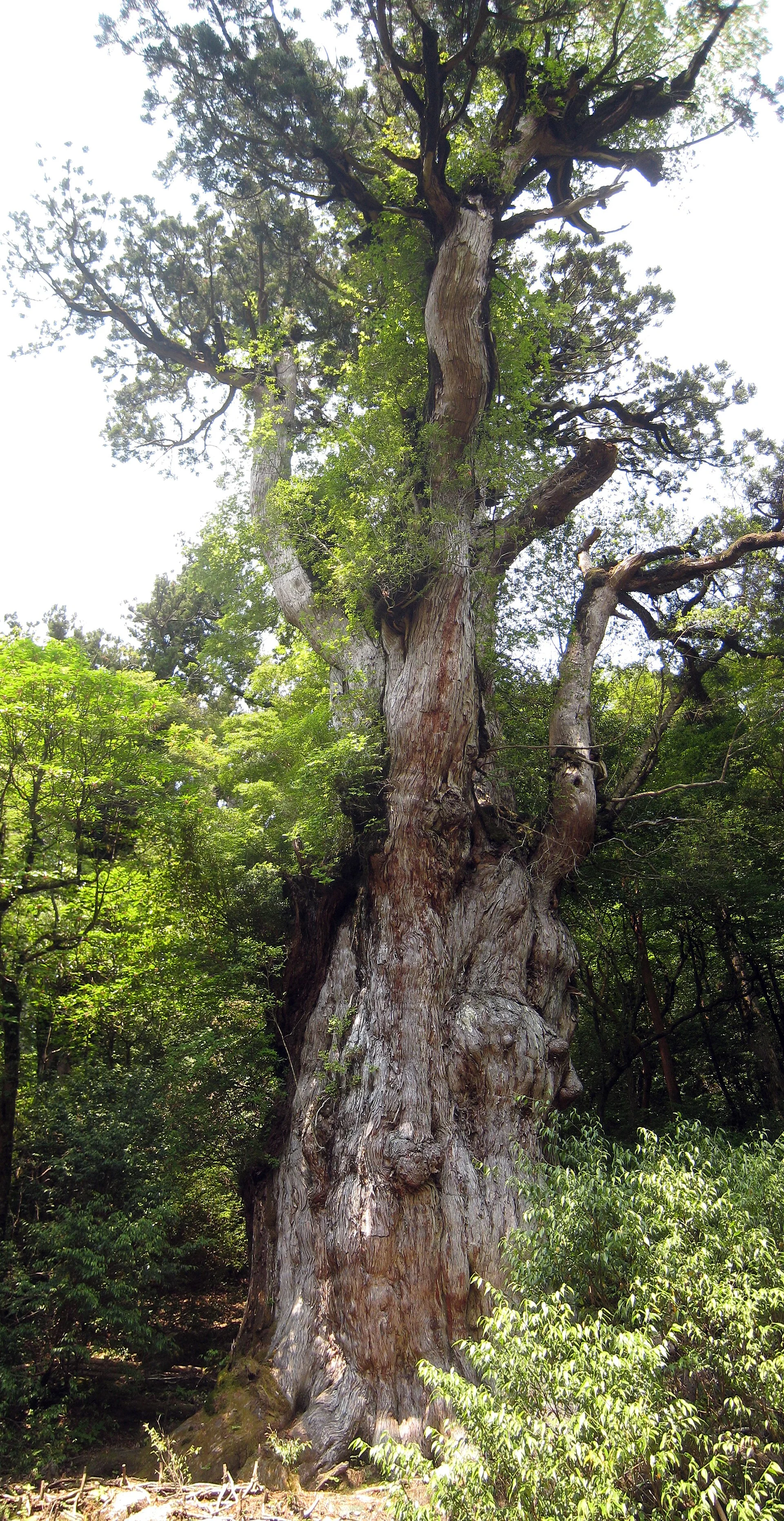 Jomon Sugi, the ancient yakusugi cedar on Yakushima.