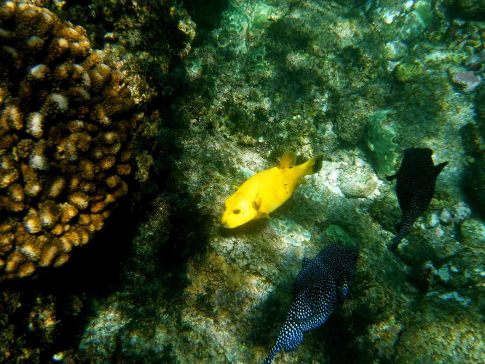 Colorful reef fish at Cabo Pulmo, Mexico