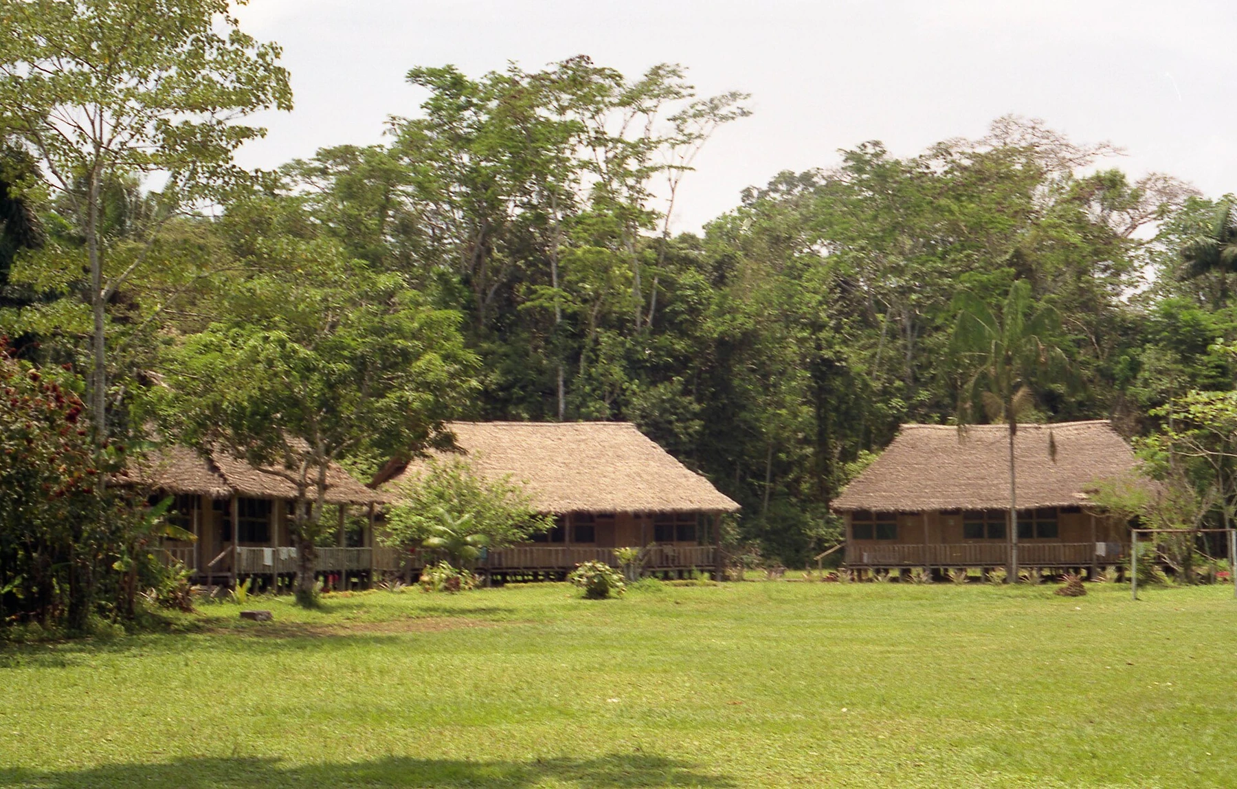Rainforest wildlife habitat in Tambopata, Peru.