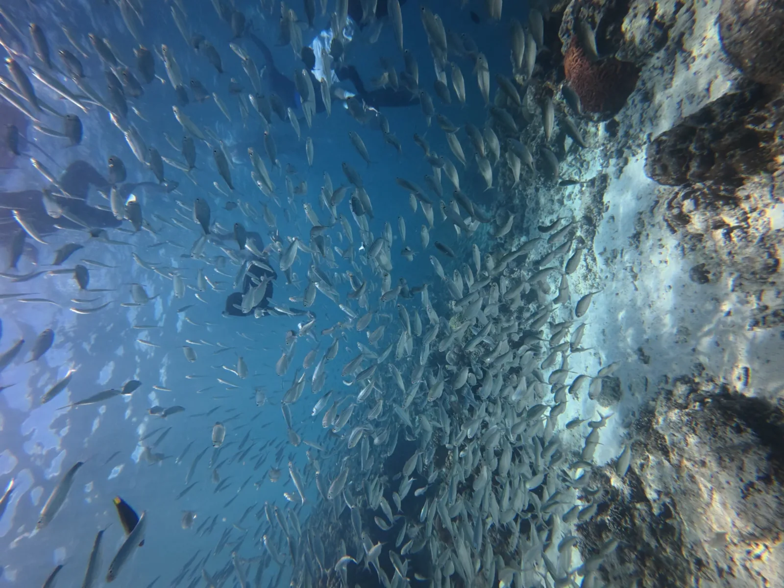 Un banco de sardinas nada sobre el arrecife de Moalboal.