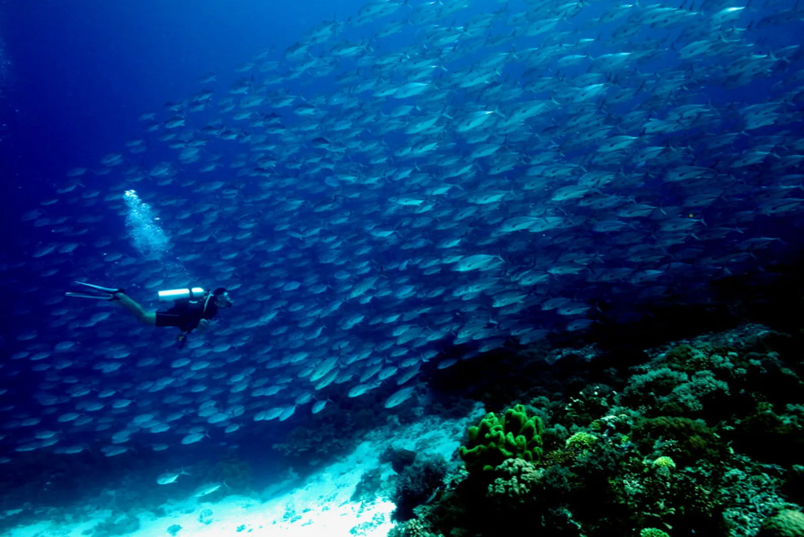 Un buceador nada entre bancos de peces en el arrecife Tubbataha.
