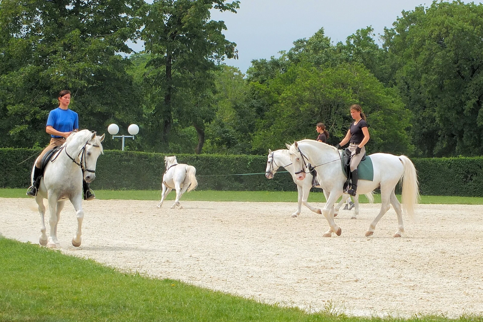 Riders exercising white Lipizzaner horses at Lipica Stud Farm.