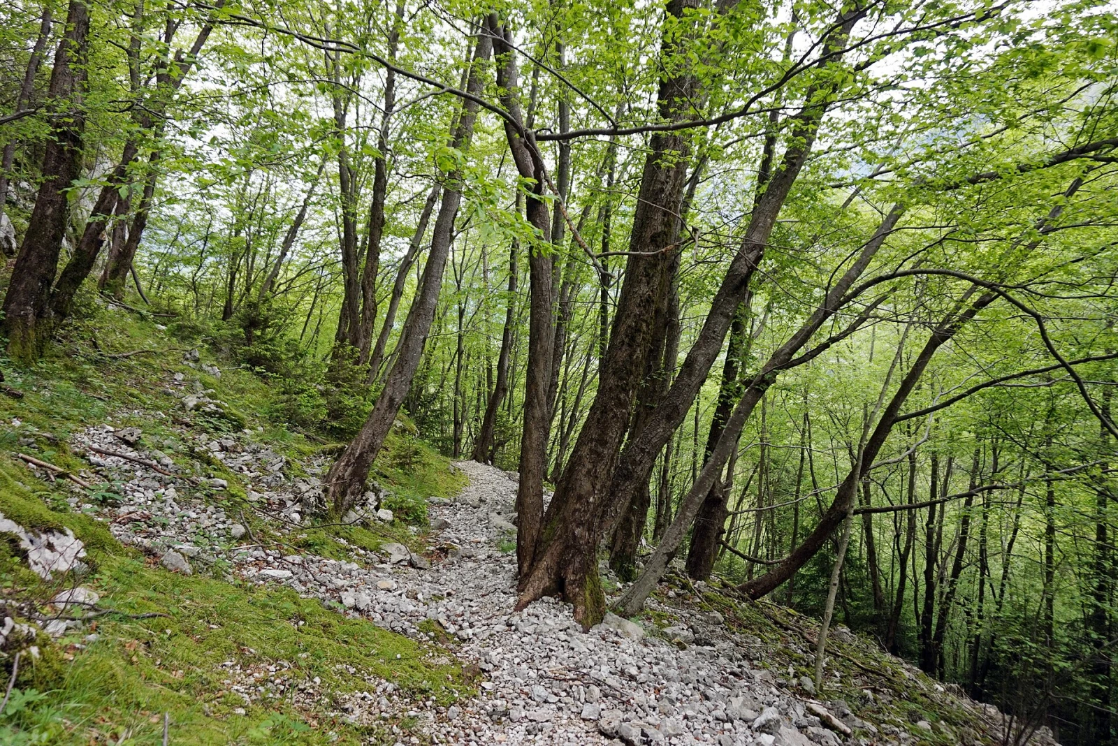 A marked hiking path through Slovenian forest.