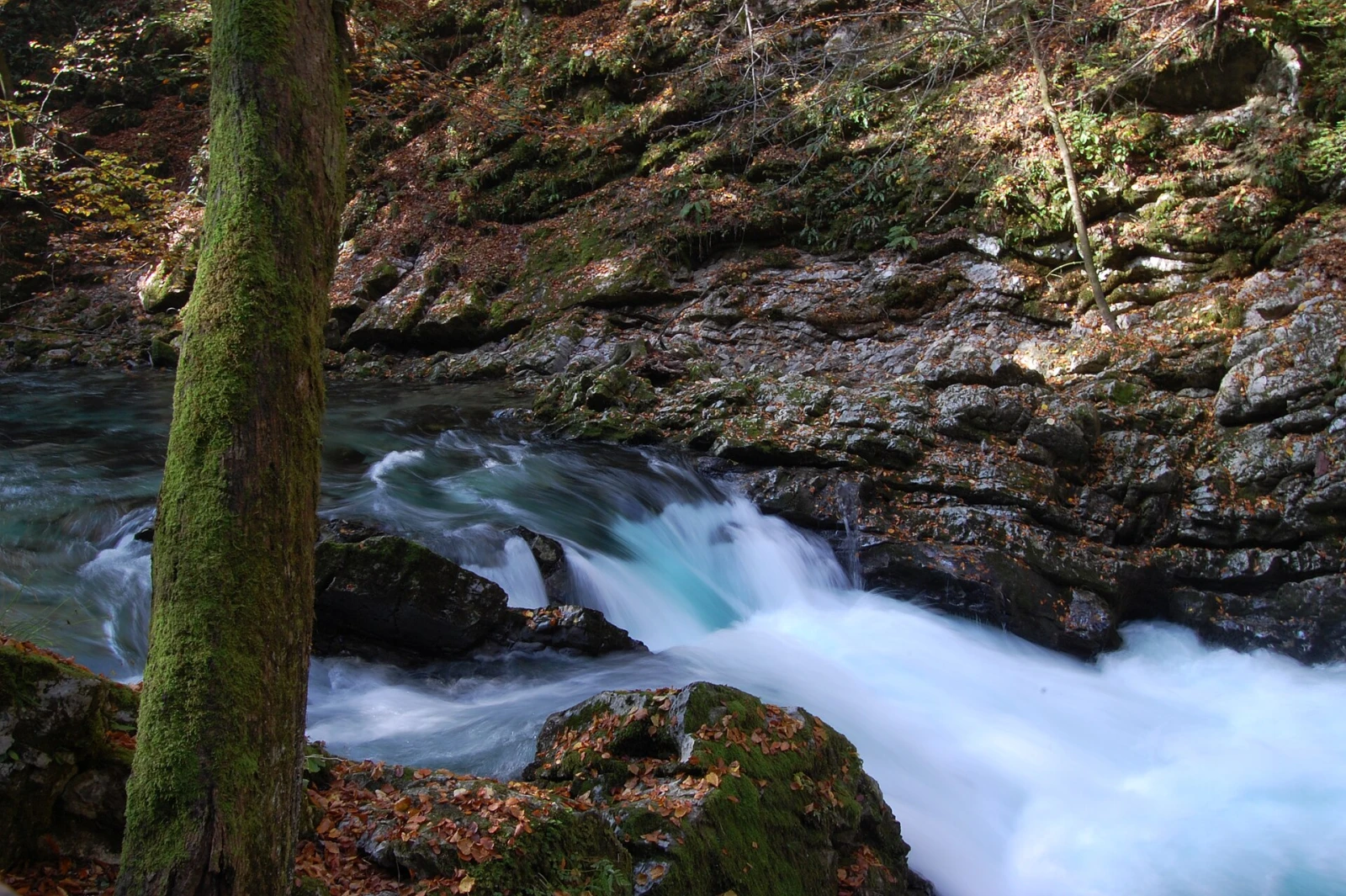 The Radovna River running through the forested Vintgar Gorge.