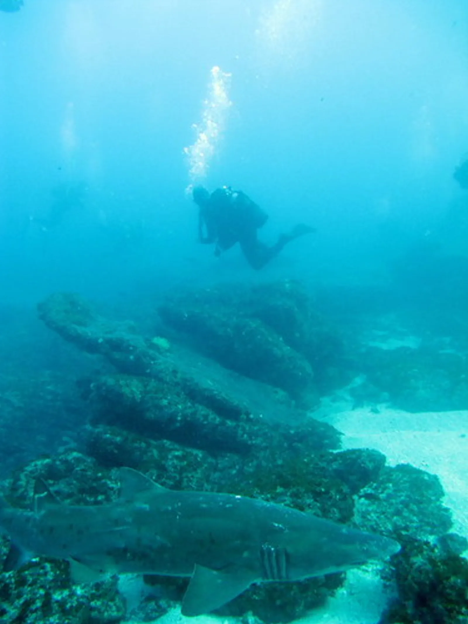 Diver swimming above a reef shark at Aliwal Shoal.