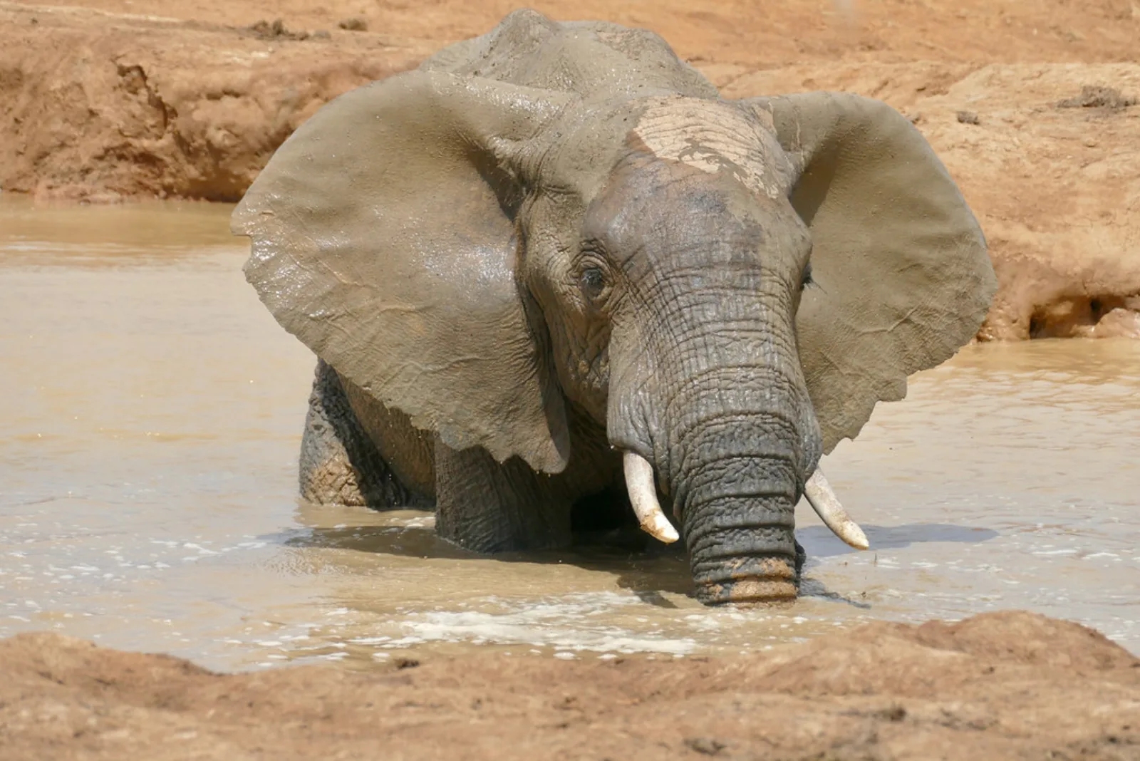 An elephant standing in a waterhole.