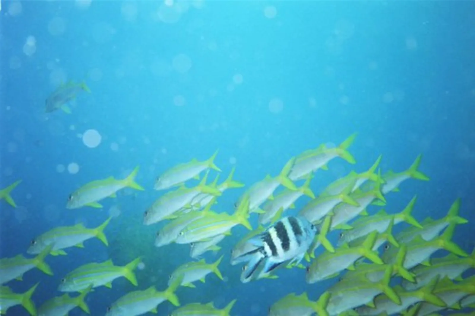 Reef fish in the clear waters of Sodwana Bay.