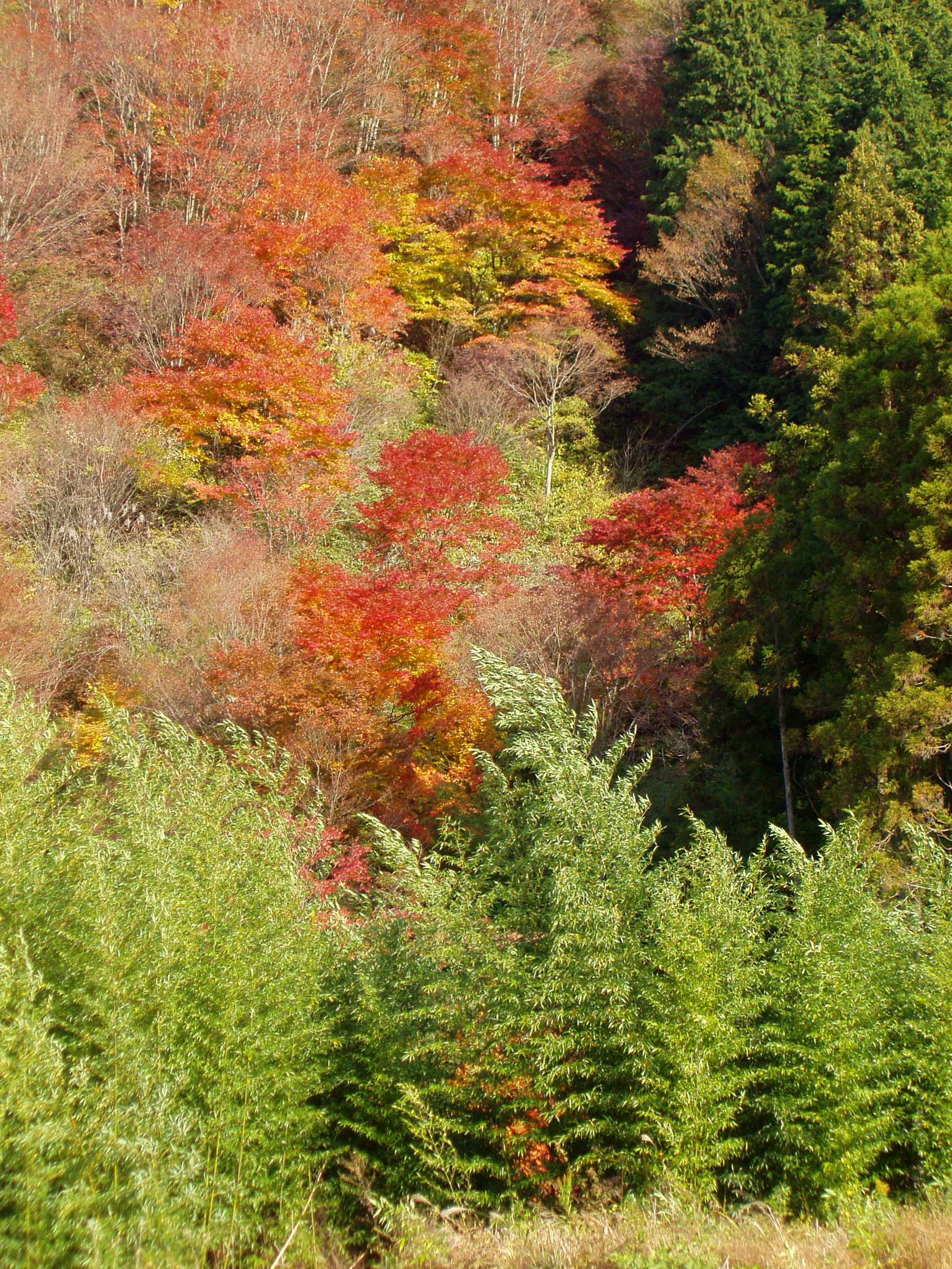 The stone-paved Nakasendō trail between Magome and Tsumago in Japan.