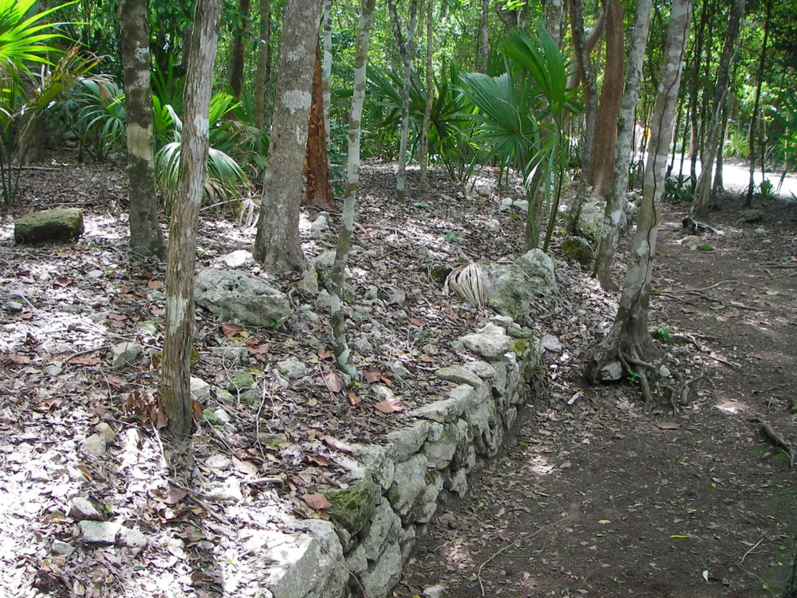 Un muro bajo de piedra bordea un sendero forestal en Cobá.