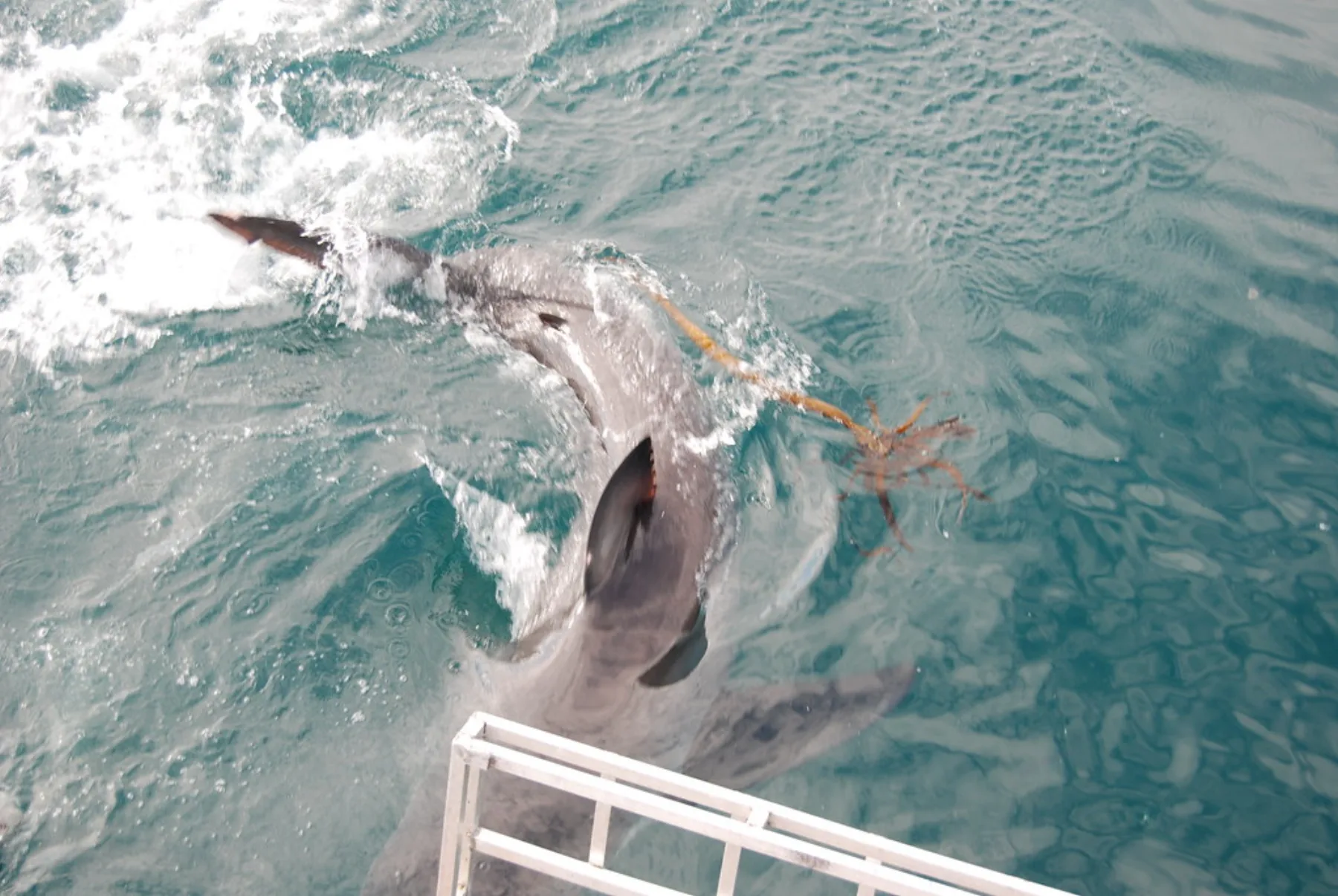 A great white shark swims beside a cage-diving boat at Kleinbaai, South Africa.