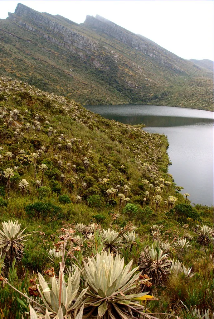 Frailejones above a high lagoon in the páramo of Chingaza.