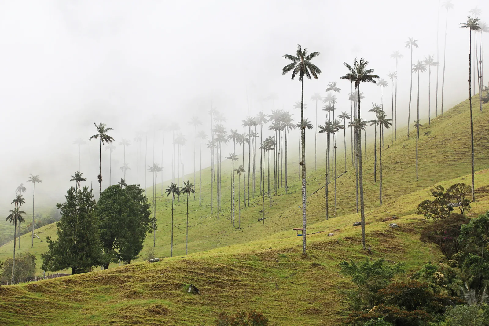 Wax palms rising through mist over the green slopes of Colombia's Valle de Cocora.