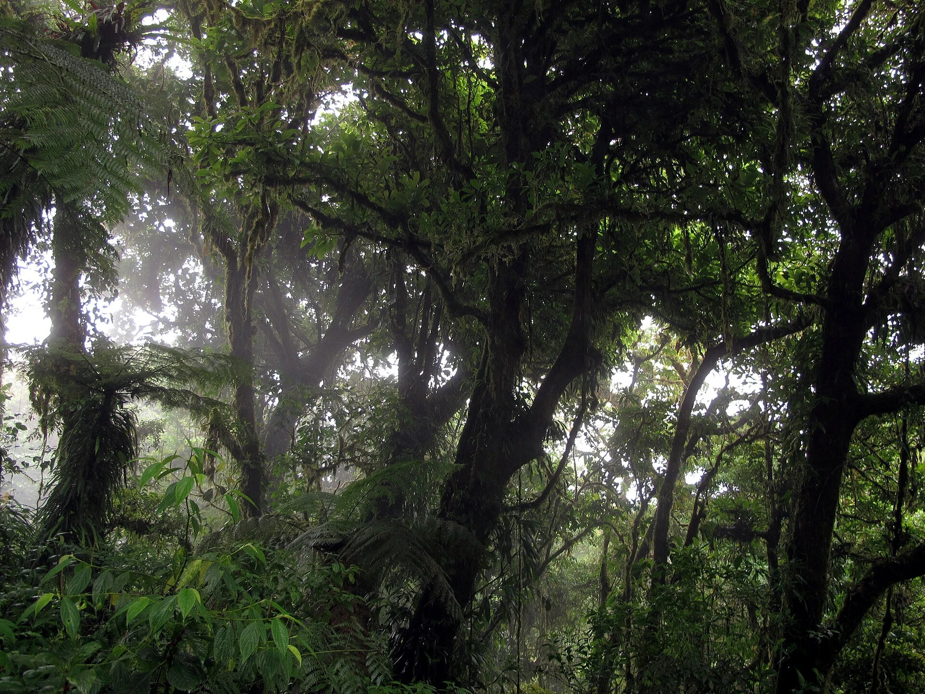 Dense green cloud forest in Monteverde, Costa Rica.