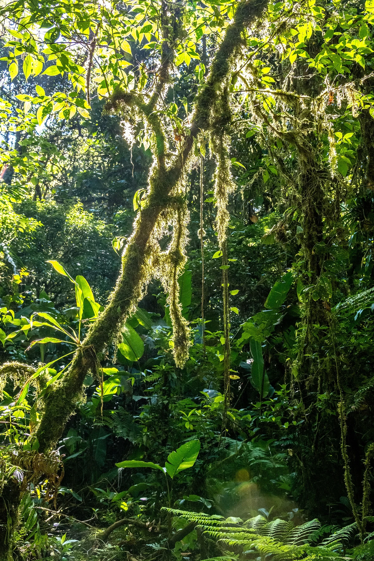 Cloud forest scenery in the Santa Elena Reserve, Costa Rica.