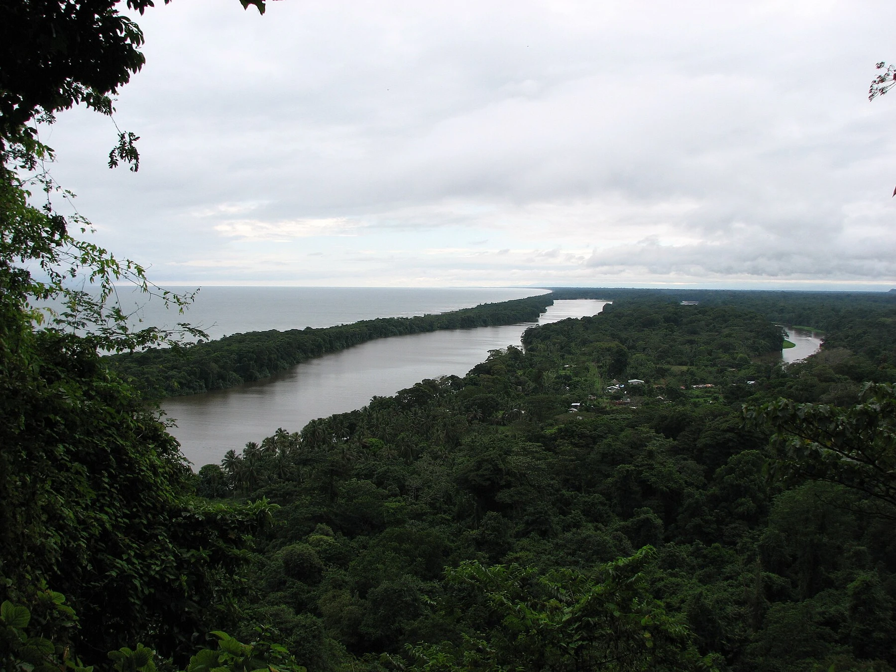 Coastal palm forest and mangroves in Tortuguero National Park.