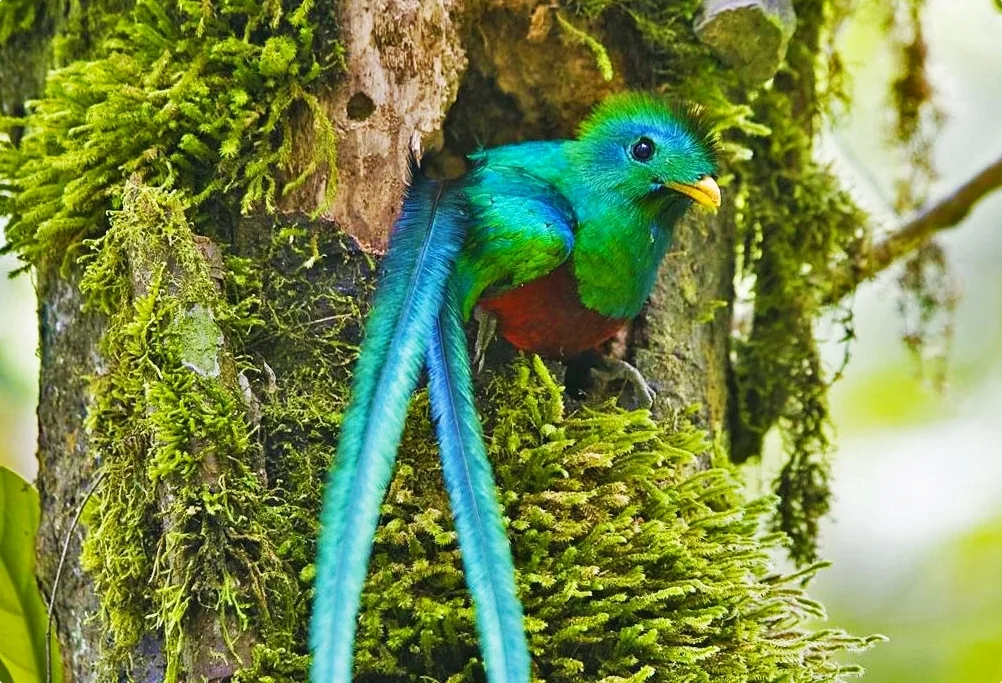 A resplendent quetzal perched in mossy cloud-forest vegetation at Biotopo del Quetzal.