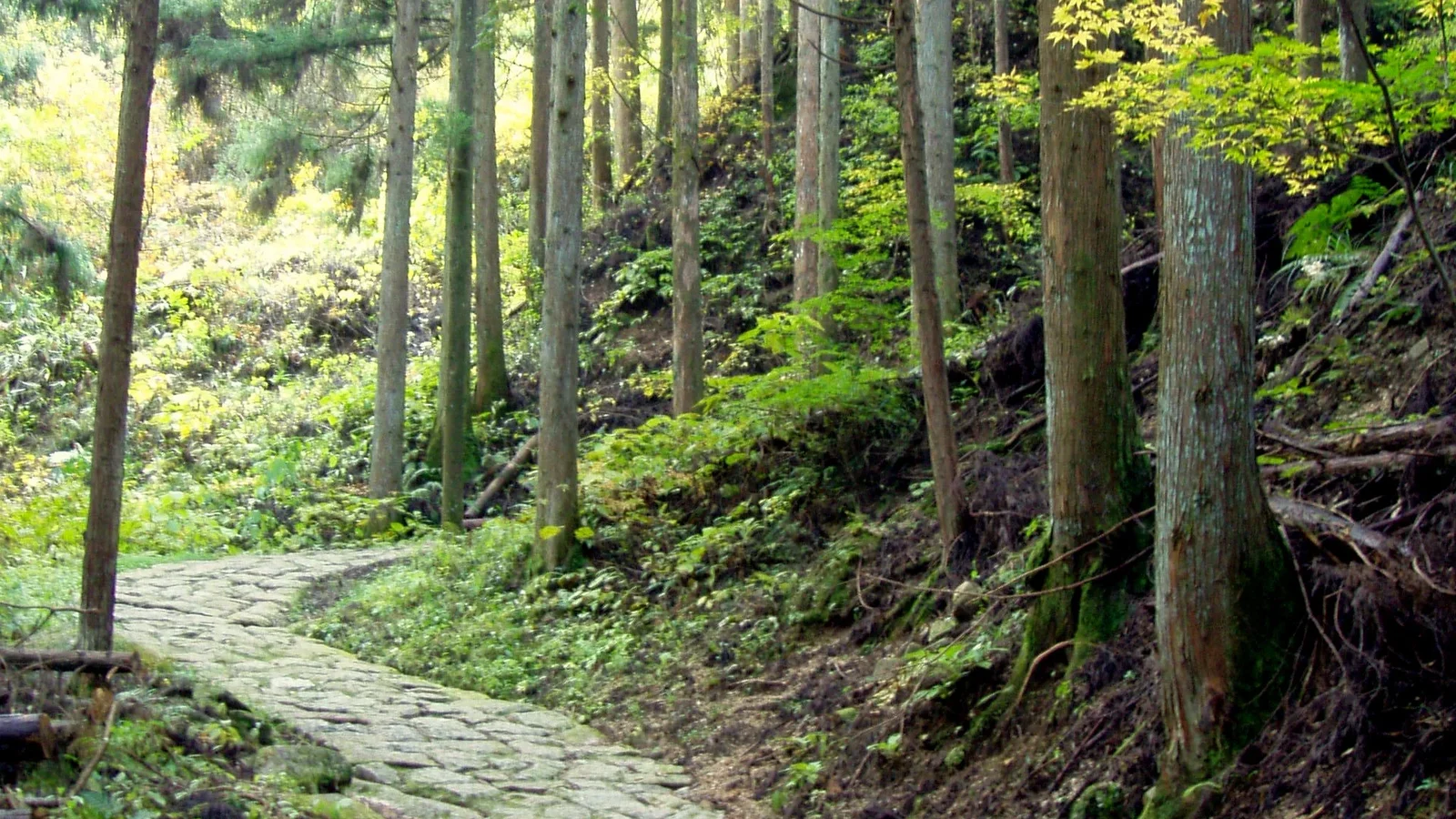The stone-paved Nakasendō trail through cedar forest between Magome and Tsumago.