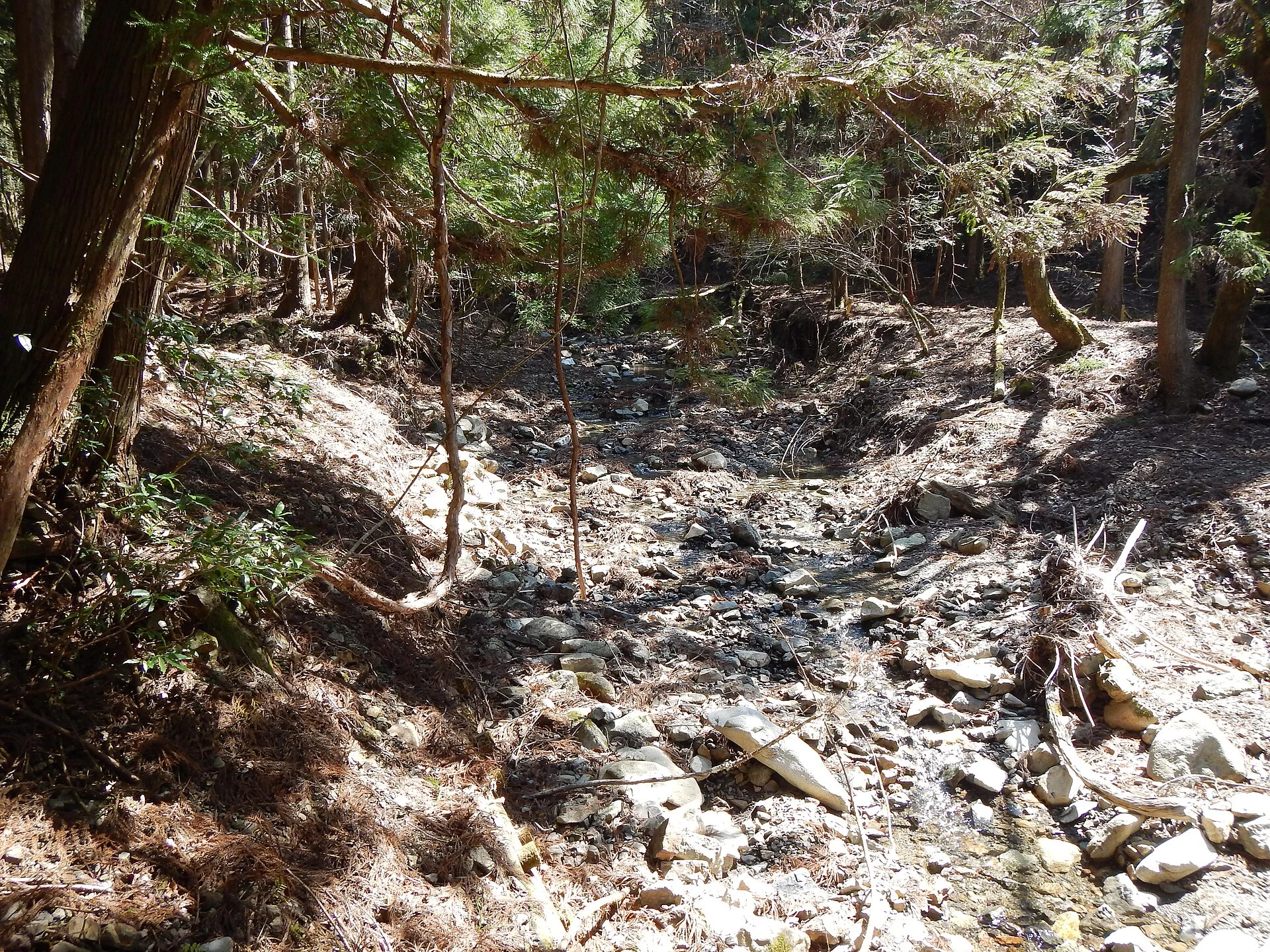 A forested section of the Kumano Kodo Nakahechi pilgrimage route.