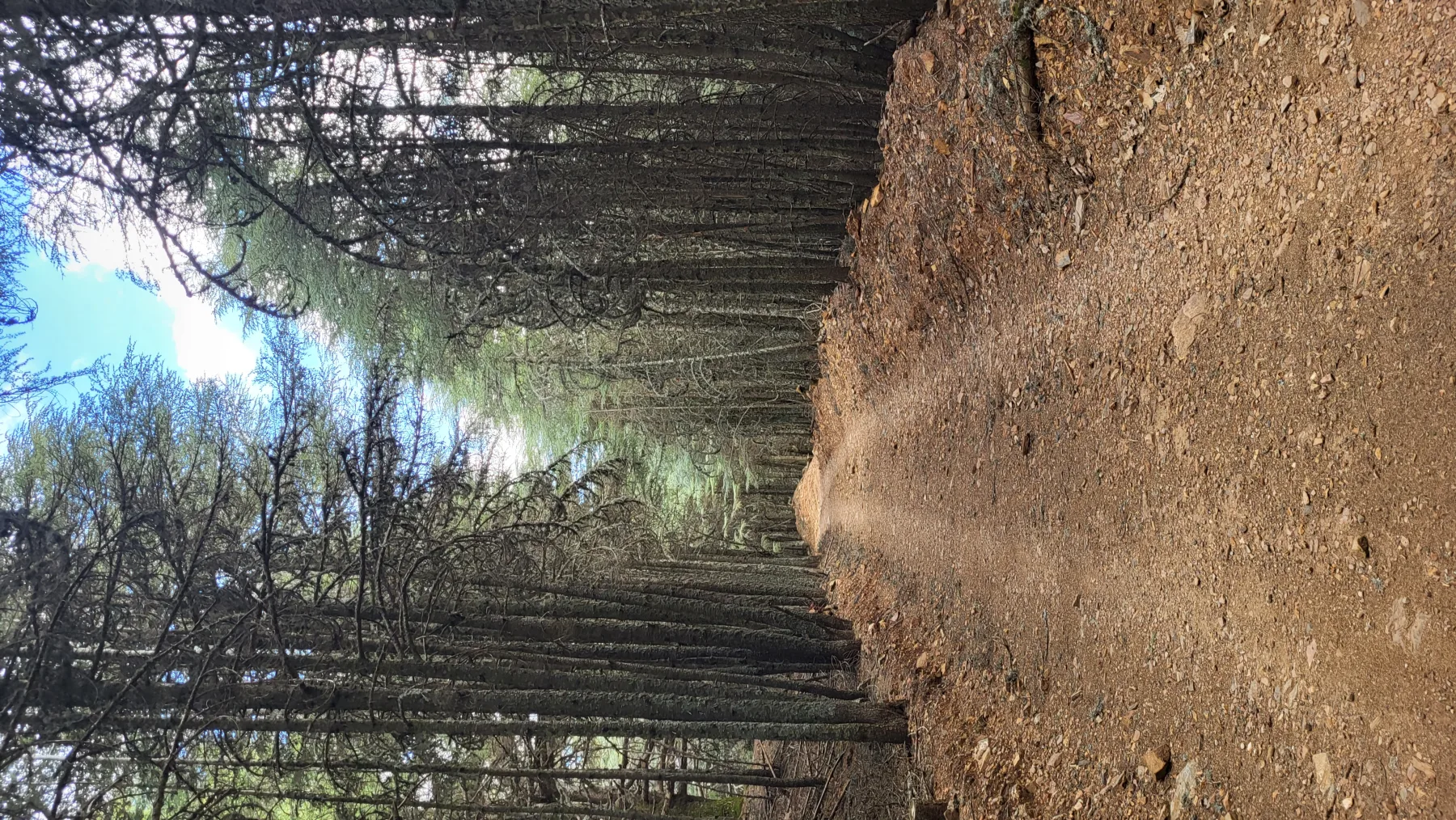 Forest trail in Tazekka National Park, Morocco.