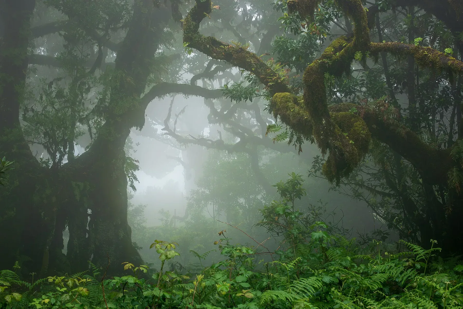 Moss-covered trees in the misty Fanal laurel forest on Madeira.