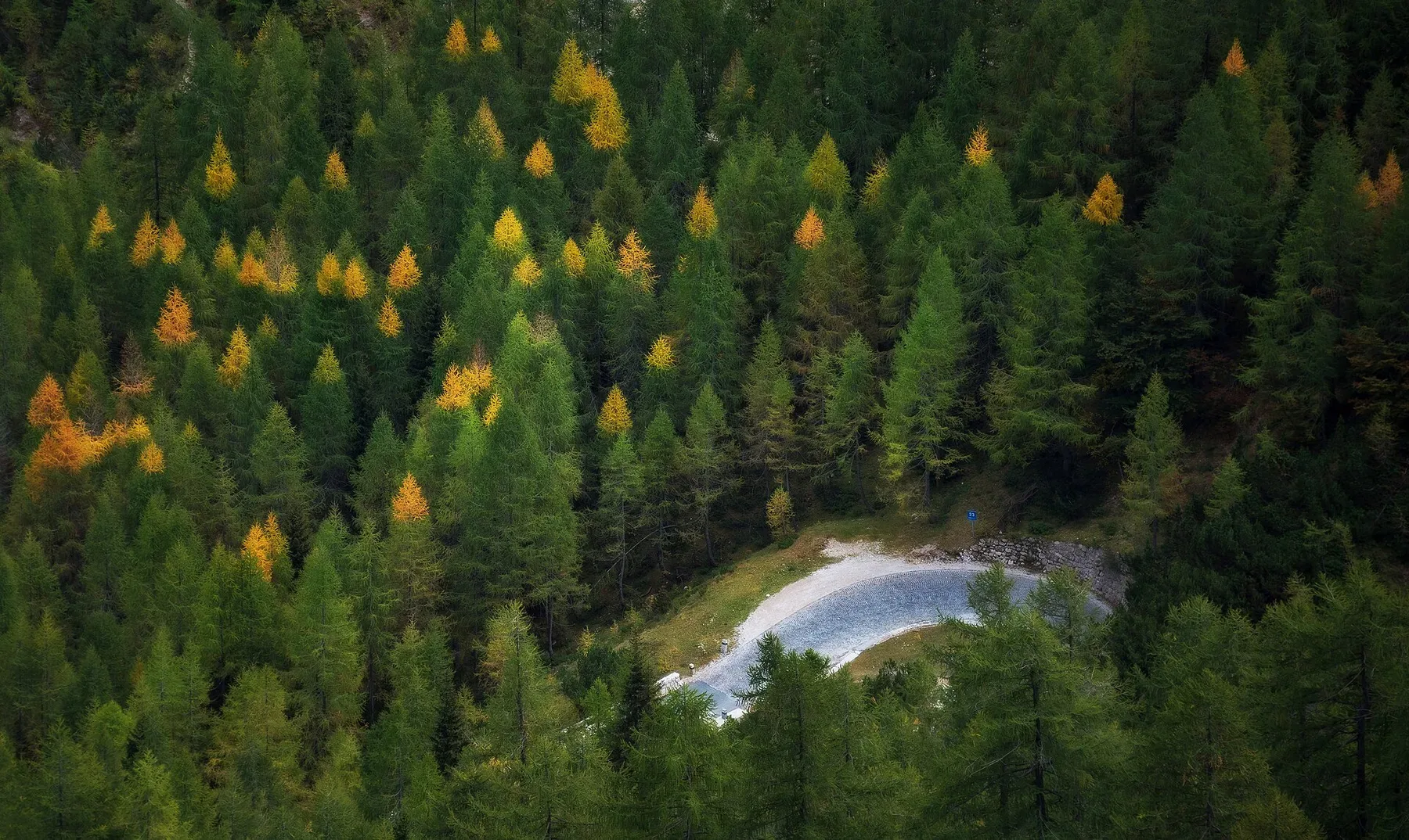 Larch forest below Slemenova Špica near Vršič Pass in Slovenia.