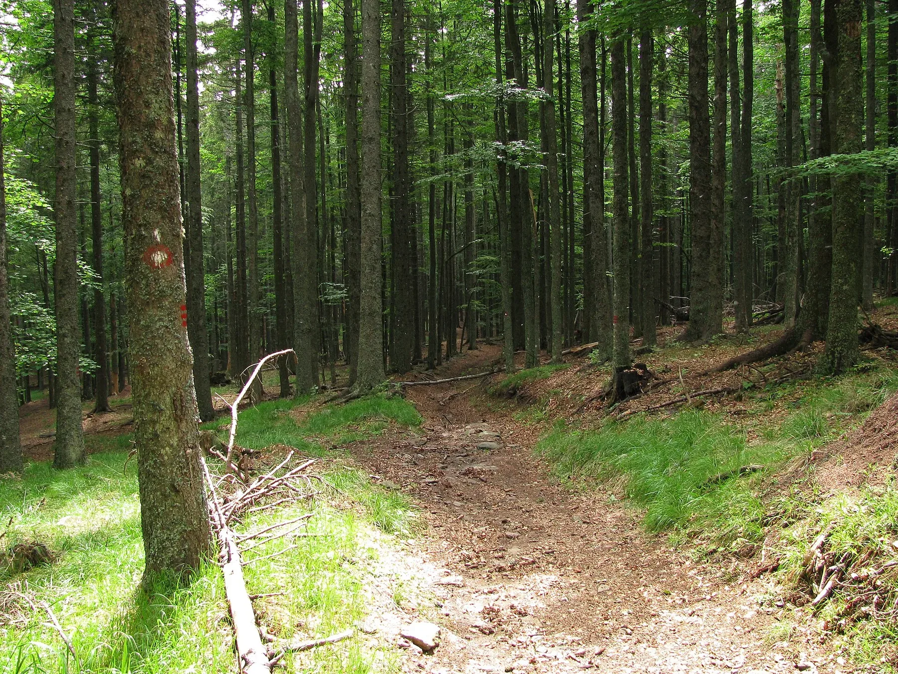 A marked forest section of the Slovenian Mountain Trail near Osankarica.