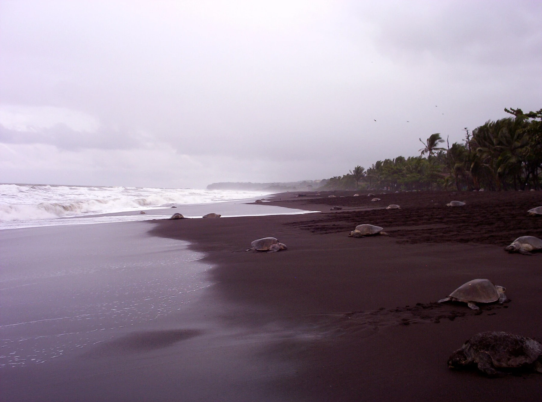 an Ostional arribada in Costa Rica.