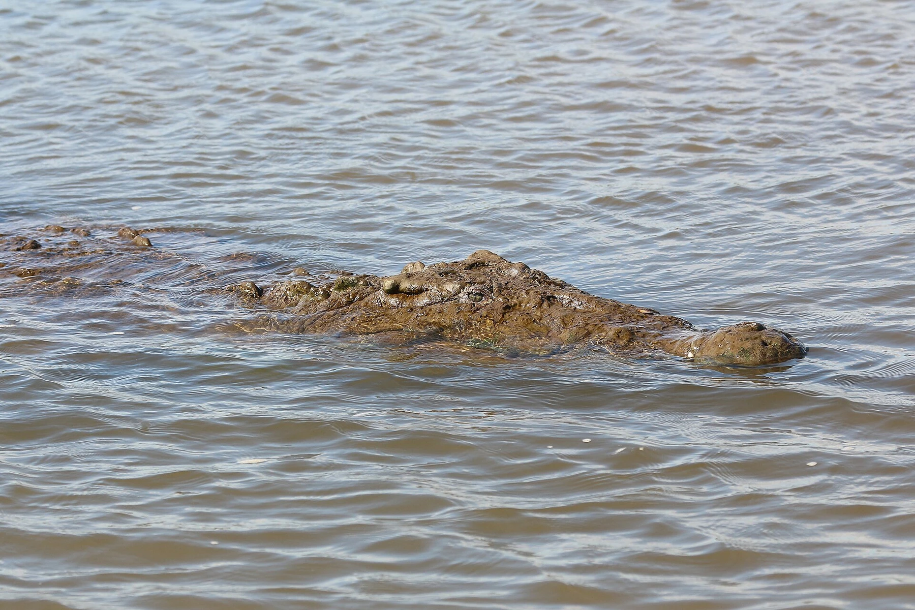 An American crocodile in the Tárcoles River, Costa Rica.