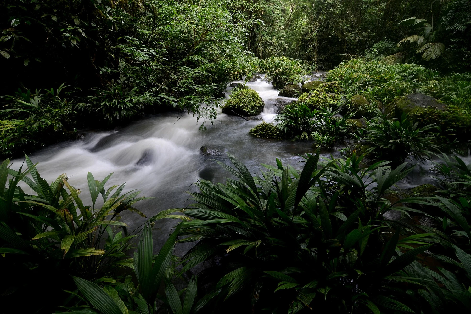 La Selva Biological Station in Costa Rica.
