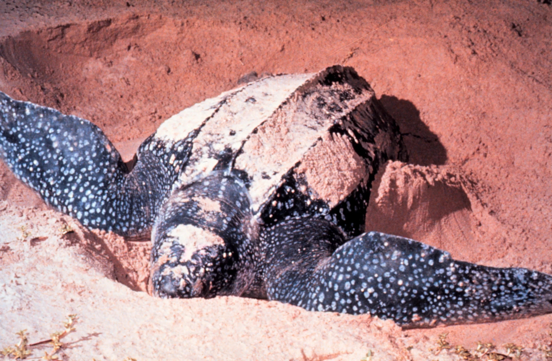 An adult leatherback sea turtle nesting on a Costa Rican beach.