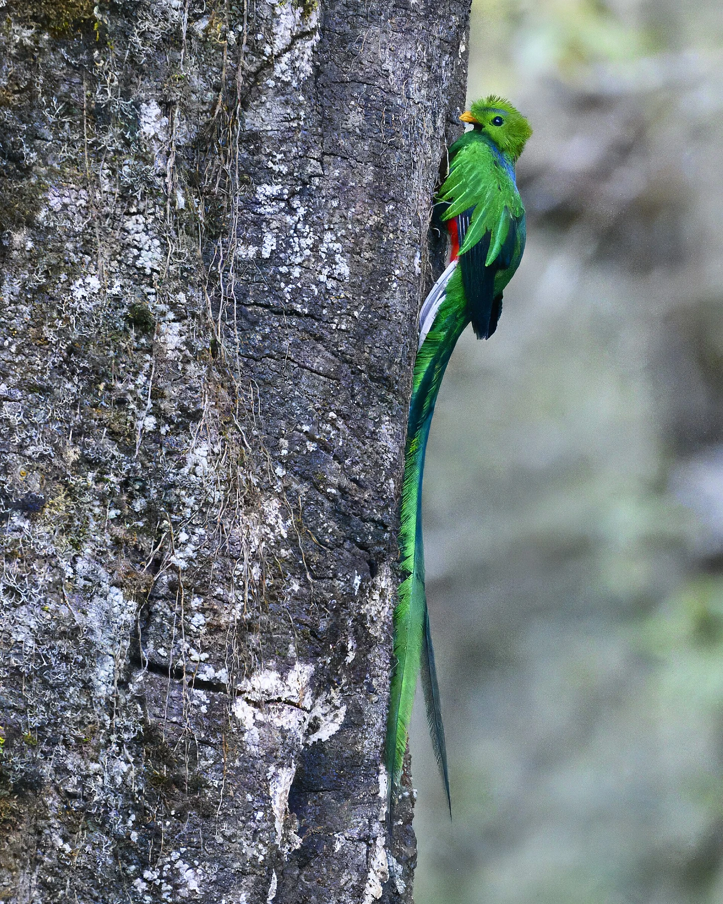 resplendent quetzals in San Gerardo de Dota in Costa Rica.