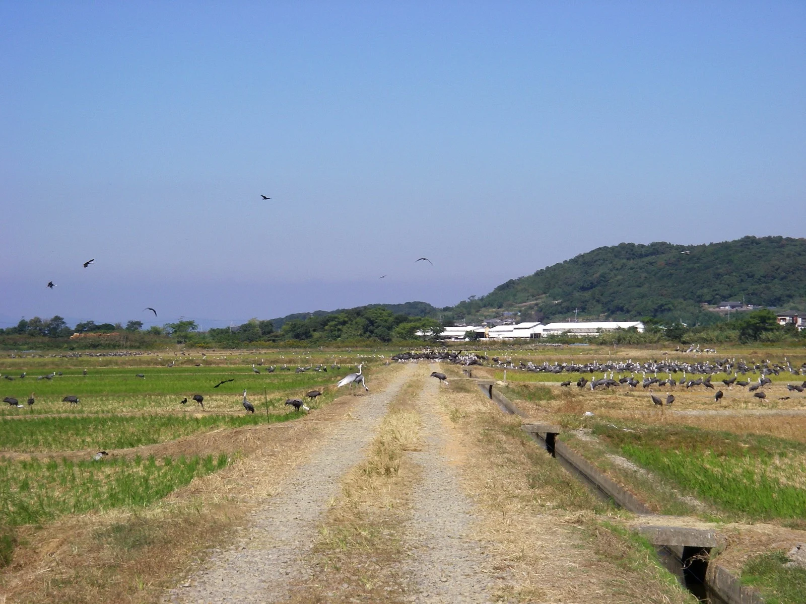 Migratory cranes at Izumi in Kagoshima, Japan.