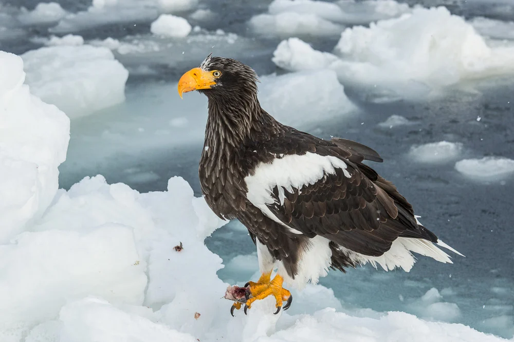 A Steller's sea eagle at Rausu in Japan.