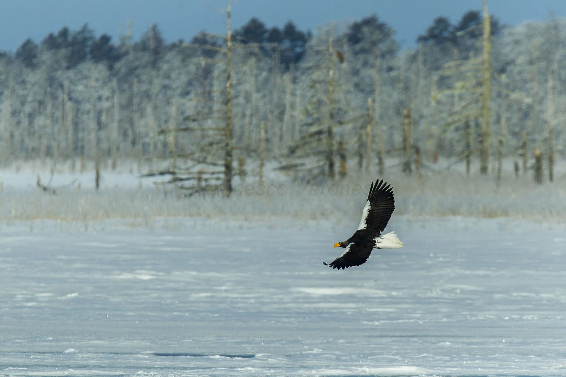 A Steller's sea eagle over Lake Furen in winter, Hokkaido.