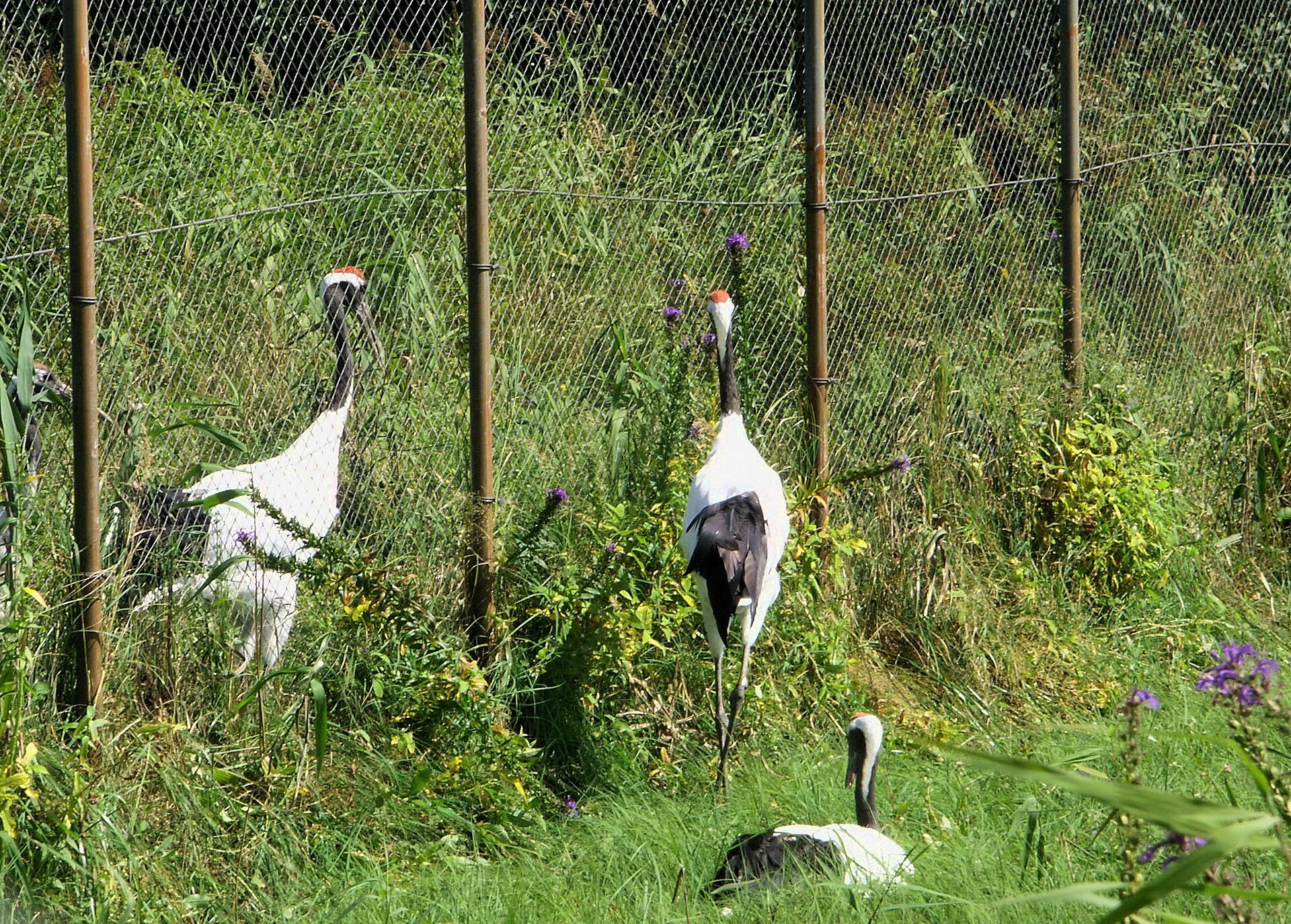 Red-crowned cranes at Kushiro Red-crowned Crane Nature Park.