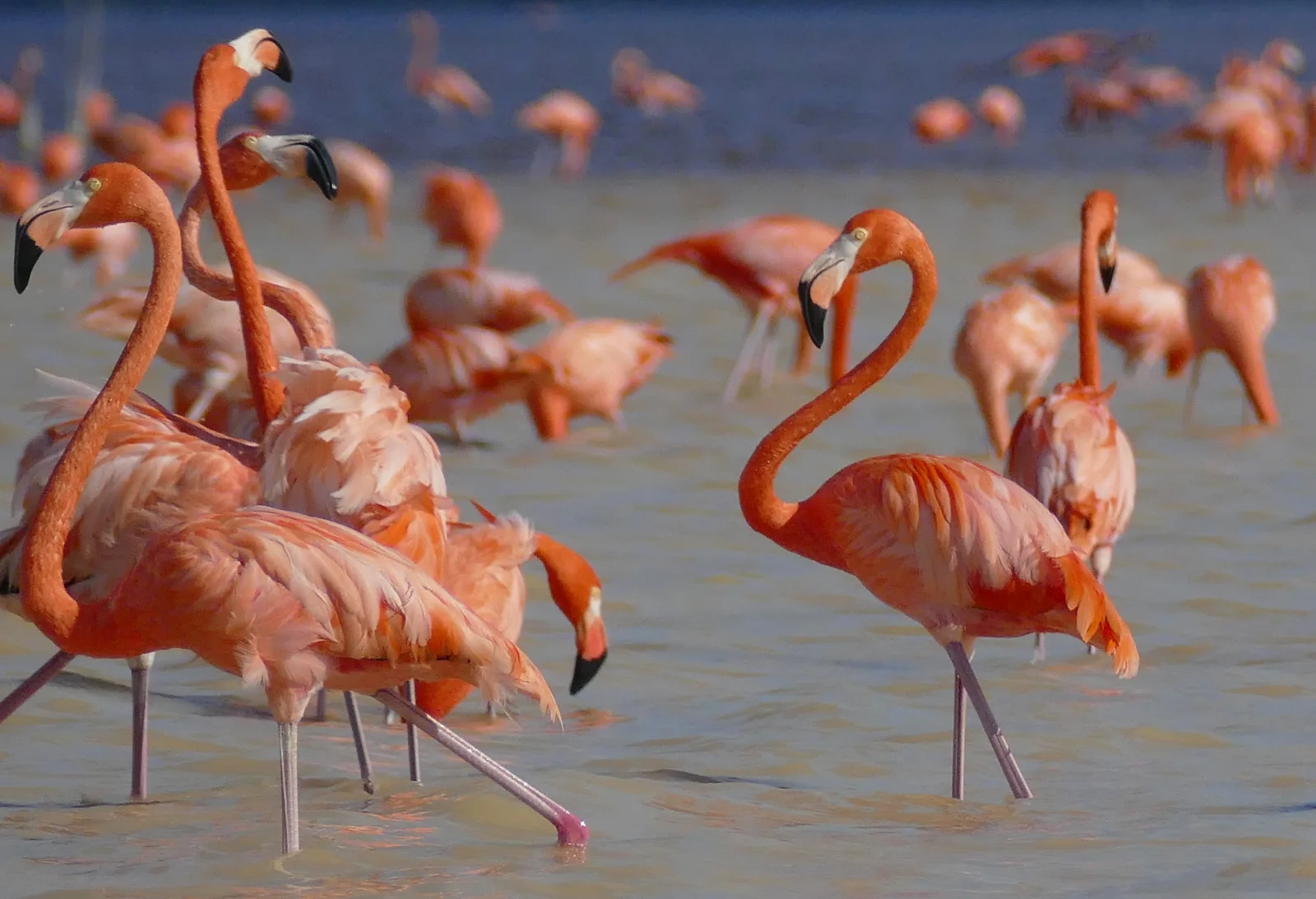 American flamingos in the Celestún Biosphere Reserve, Yucatán.