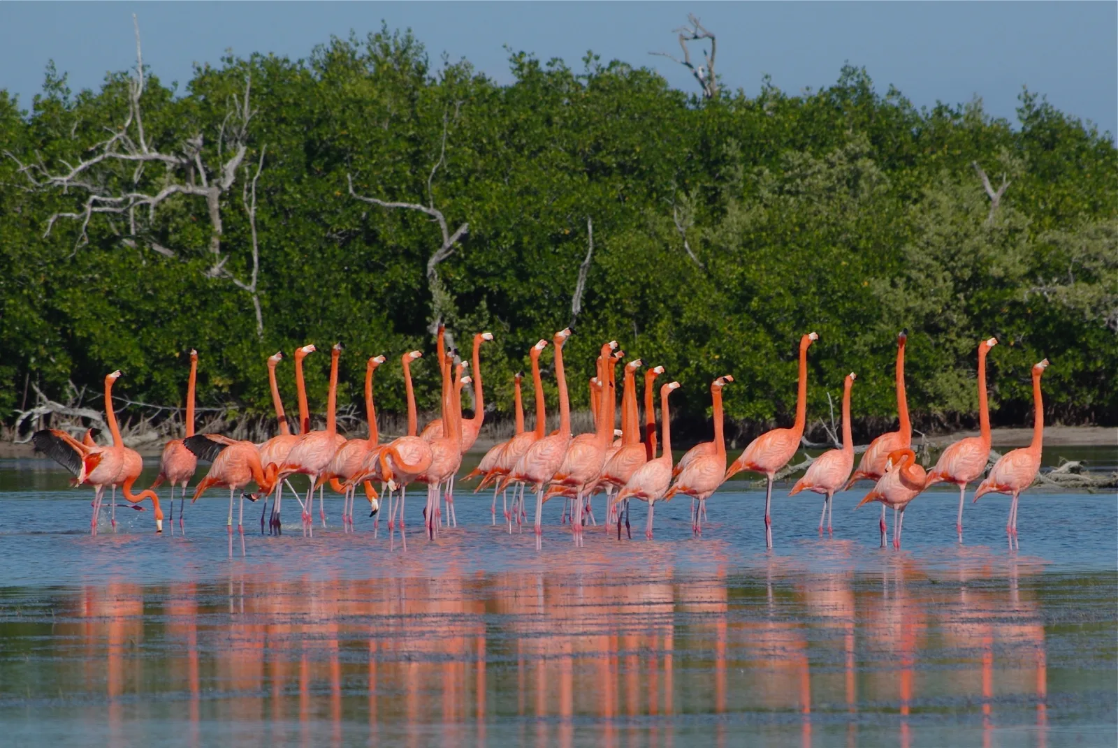 Flamingos feeding in the Ría Lagartos Biosphere Reserve.