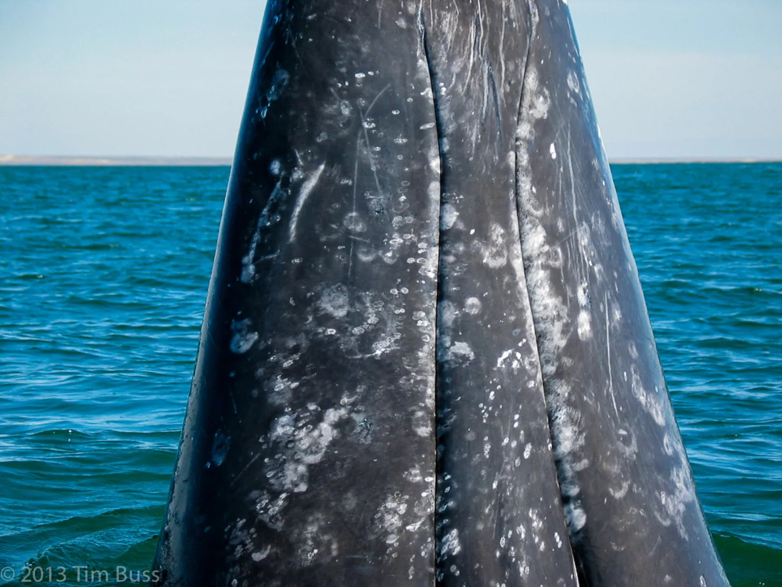 A gray whale surfaces in Laguna San Ignacio, Baja California Sur.