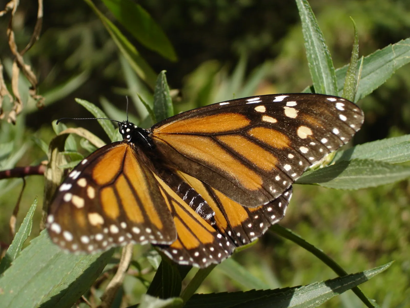 A monarch butterfly at El Rosario Monarch Sanctuary in Michoacán.