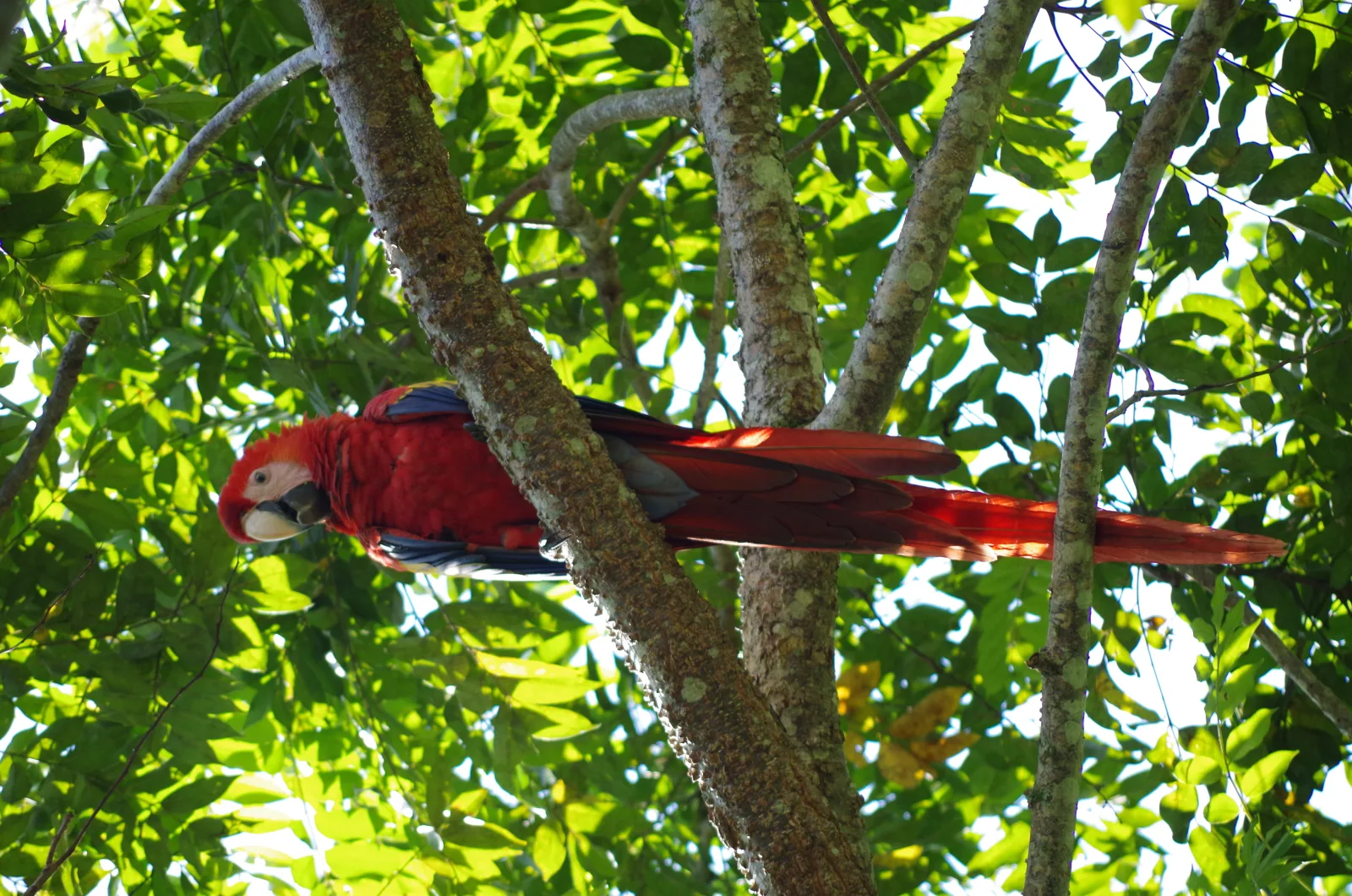 A scarlet macaw in the Lacandon rainforest of Chiapas.