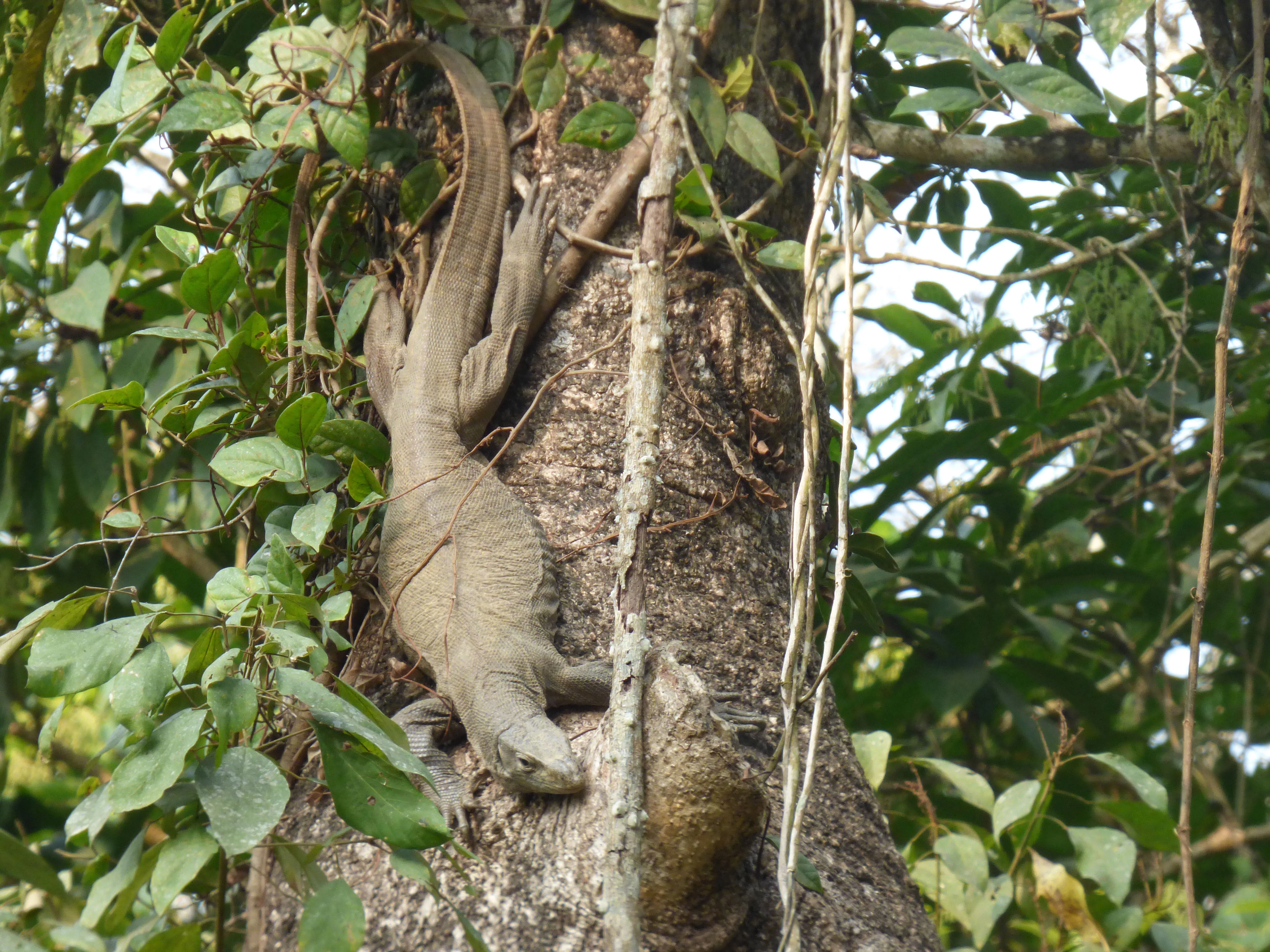 Un lagarto camuflado en un árbol durante un safari en jeep por el Parque Nacional Chitwan.