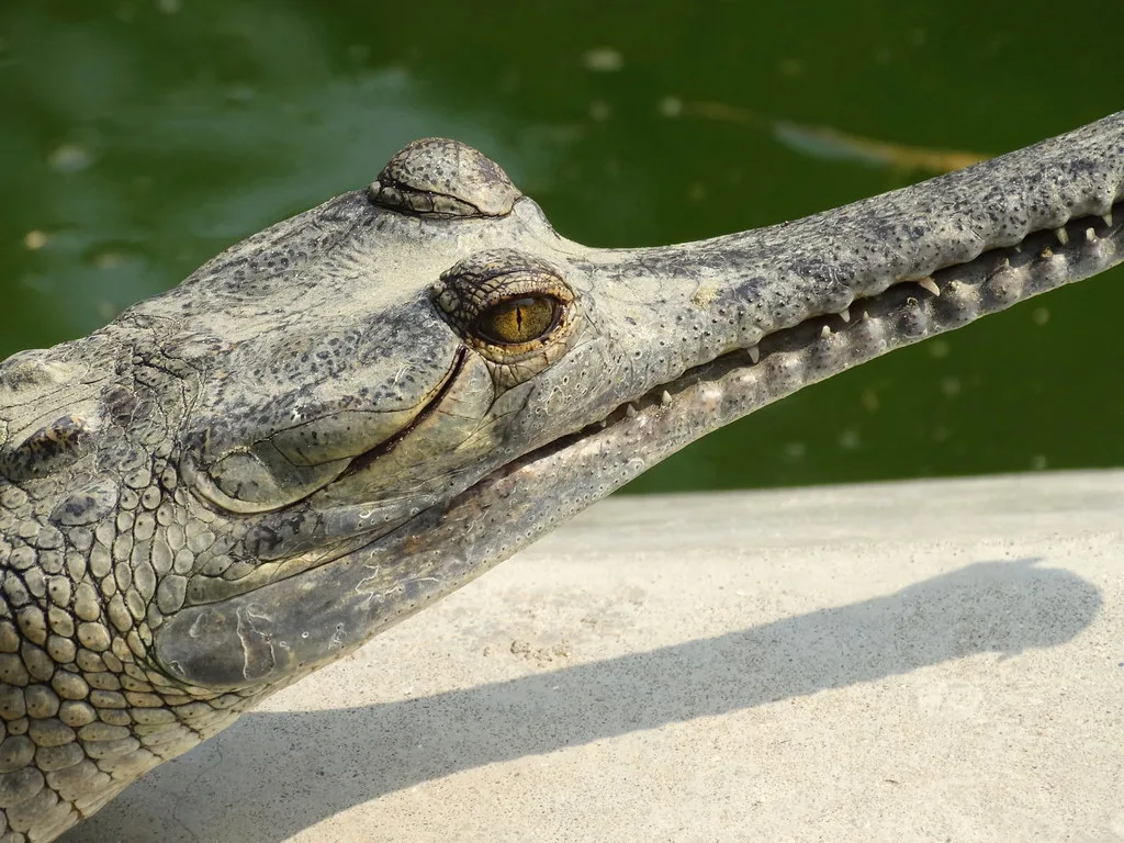 Un gavial en el centro de cría para la conservación del Parque Nacional Chitwan, Nepal.