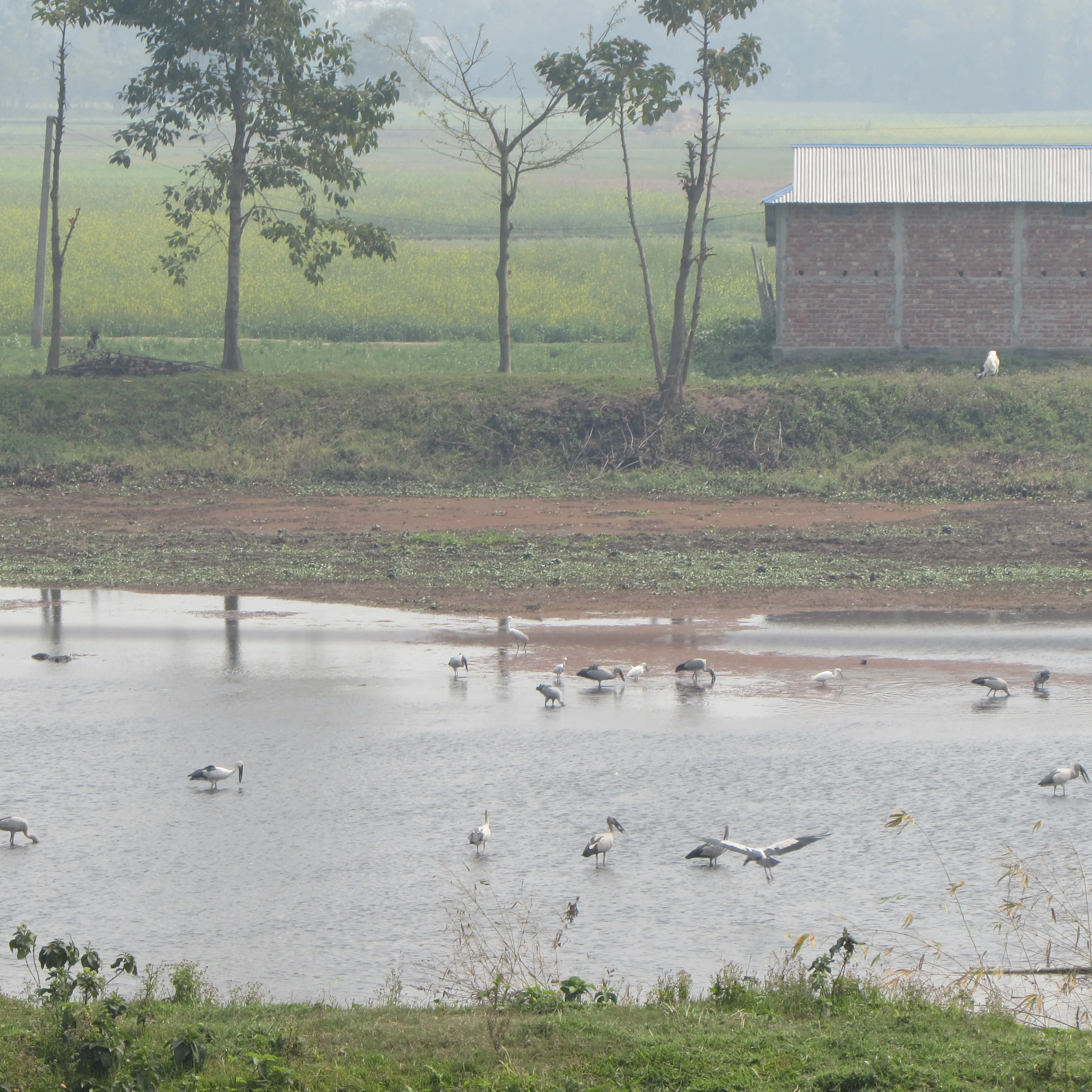 Aves acuáticas reunidas en los humedales de la Reserva de Koshi Tappu, Nepal.