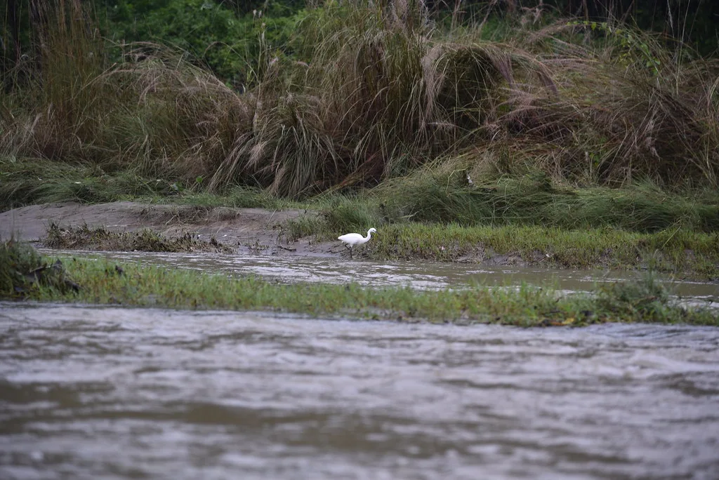 Una garceta pequeña en la orilla del río Rapti, cerca de Chitwan.